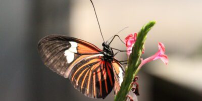 A close-up of a butterfly with black, white, and orange wings perched on a pink flower, with its antennae extended and background softly blurred.