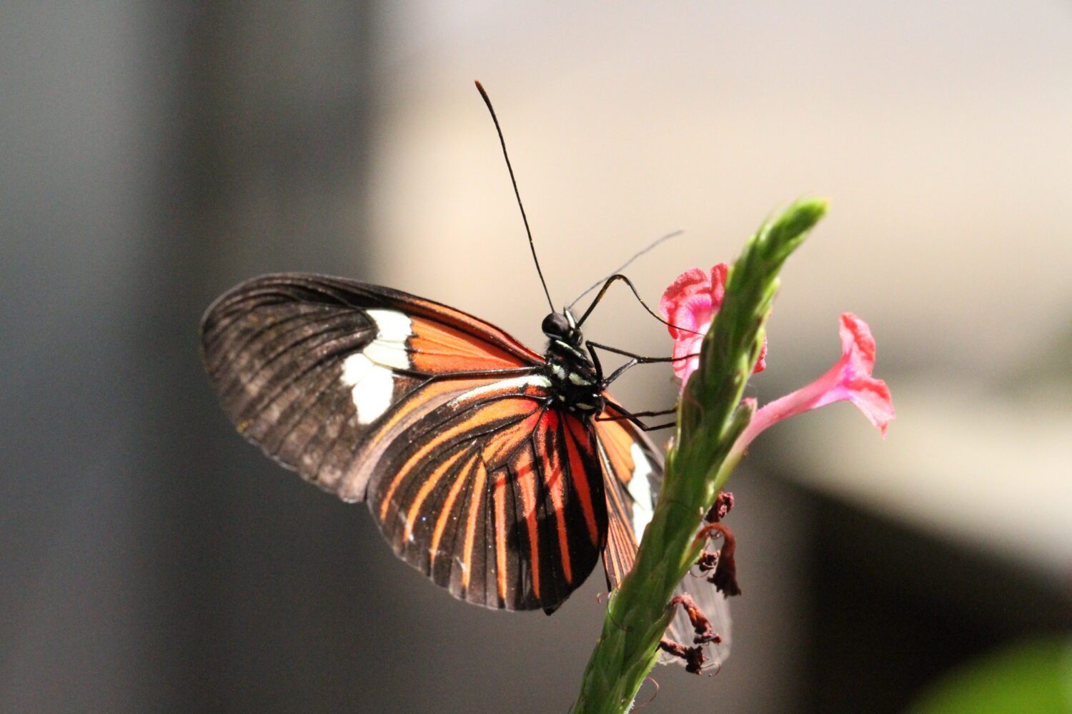 A close-up of a butterfly with black, white, and orange wings perched on a pink flower, with its antennae extended and background softly blurred.
